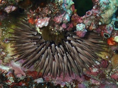 Echinometra mathaei