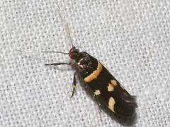 Macrobathra alternatella