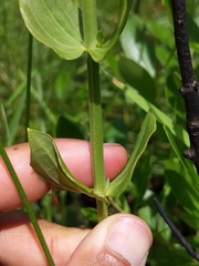 Sabatia quadrangula