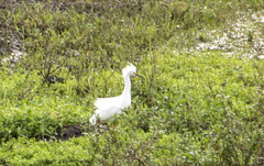 Egretta thula