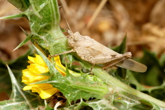 Oedipoda caerulescens