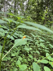 Impatiens capensis