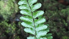 Asplenium azoricum