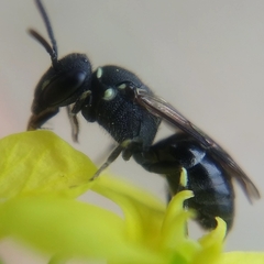 Hylaeus punctatus