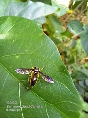 Quichuana