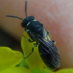 Hylaeus punctatus