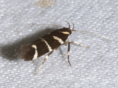 Macrobathra anacampta