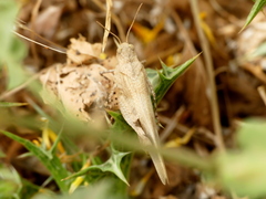 Oedipoda caerulescens
