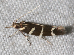 Macrobathra anacampta