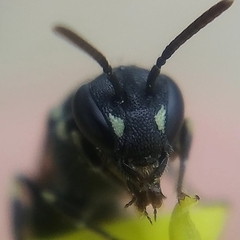 Hylaeus punctatus