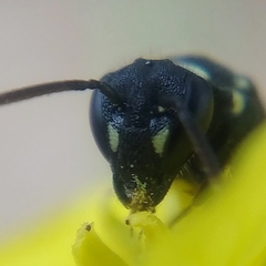 Hylaeus punctatus