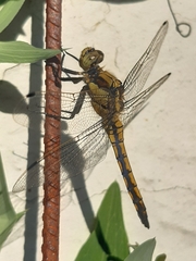 Orthetrum cancellatum