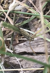 Chrysocramboides craterella