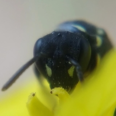 Hylaeus punctatus