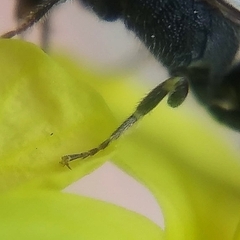 Hylaeus punctatus