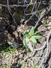 Micranthes rhomboidea