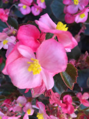 Magnoliopsida