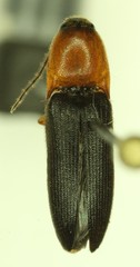 Megapenthes nigriventris