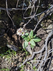 Micranthes rhomboidea