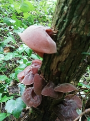 Auricularia auricula-judae