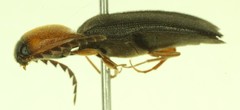 Megapenthes nigriventris