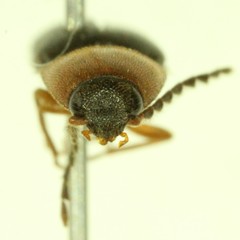 Megapenthes nigriventris