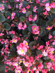 Magnoliopsida