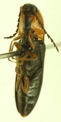 Megapenthes nigriventris