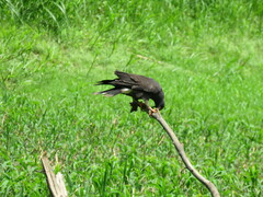 Rostrhamus sociabilis