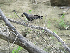 Rostrhamus sociabilis