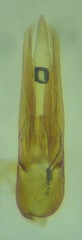Megapenthes nigriventris