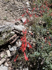 Penstemon eatonii
