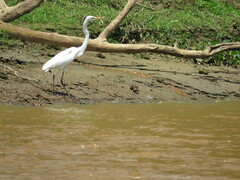 Ardea alba