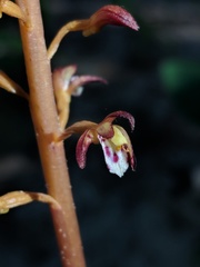 Corallorhiza maculata maculata