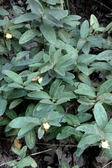 Hypericum calycinum