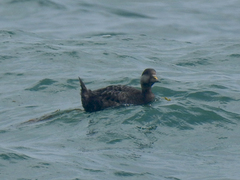Melanitta americana image