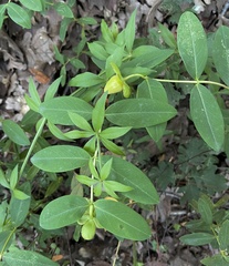 Hypericum calycinum