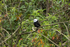 Arundinicola leucocephala