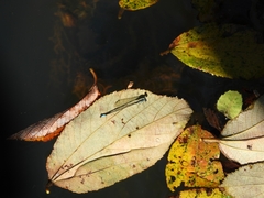 Acanthagrion aepiolum