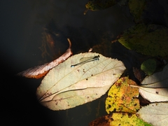 Acanthagrion aepiolum