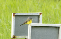 Tyrannus melancholicus