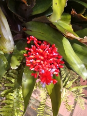 Aechmea miniata