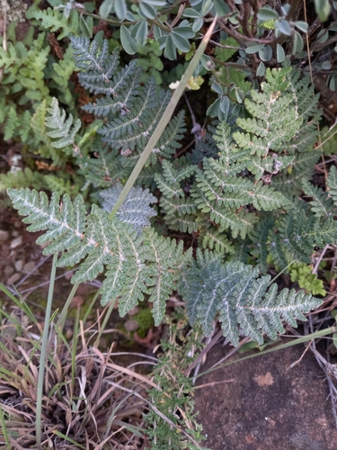 Image of Cheilanthes eckloniana by (c) Christiaan Viljoen, some rights reserved (CC BY)