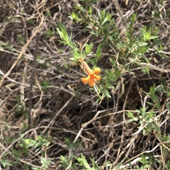 Anisacanthus thurberi