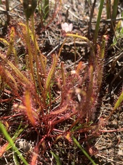 Drosera linearis