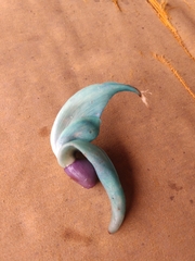 Strongylodon macrobotrys