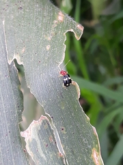 Gynandrobrotica lepida