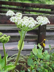 Heracleum maximum