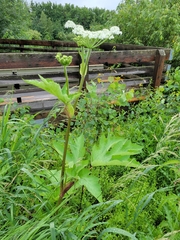 Heracleum maximum