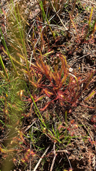 Drosera linearis